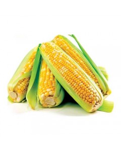 American Corn  1.0 Piece